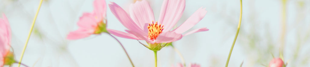 spring cleaning more efficient and fun with the declutter game and favorite timer tool